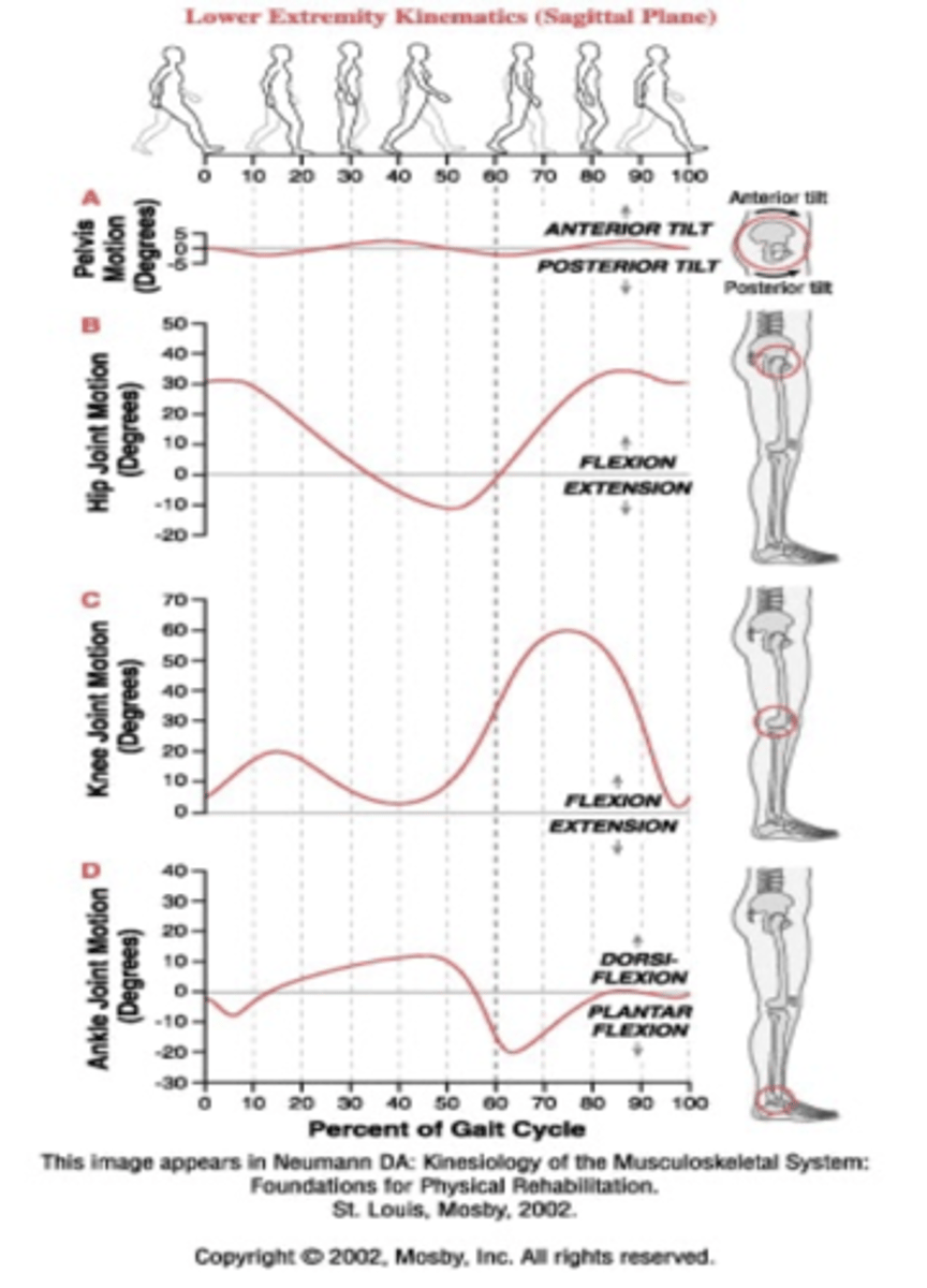 <p>total of approximately 2-4 degrees of ant/post tilt</p><p>tilting increases with speed of ambulation</p>