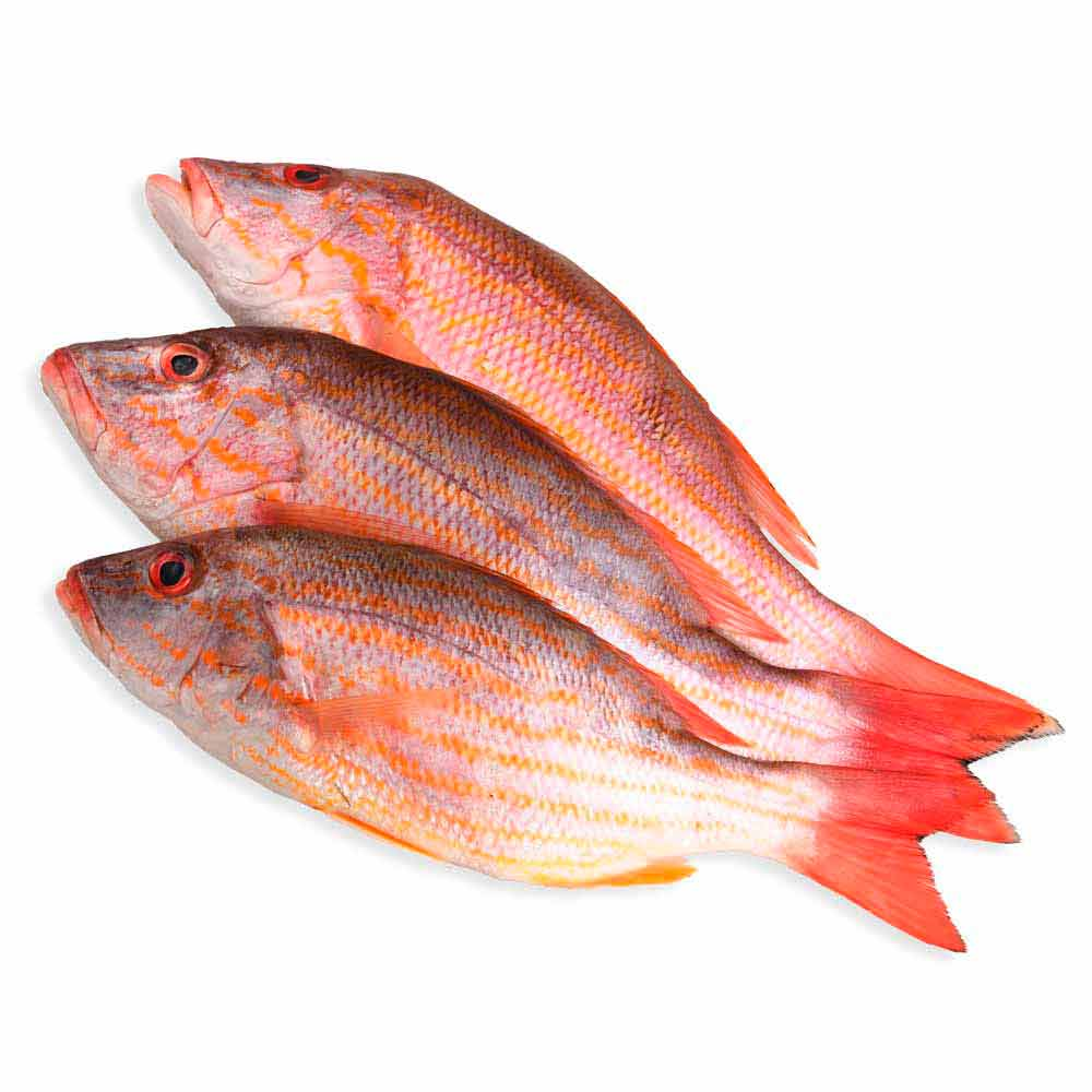 <p>pargo rojo</p>
