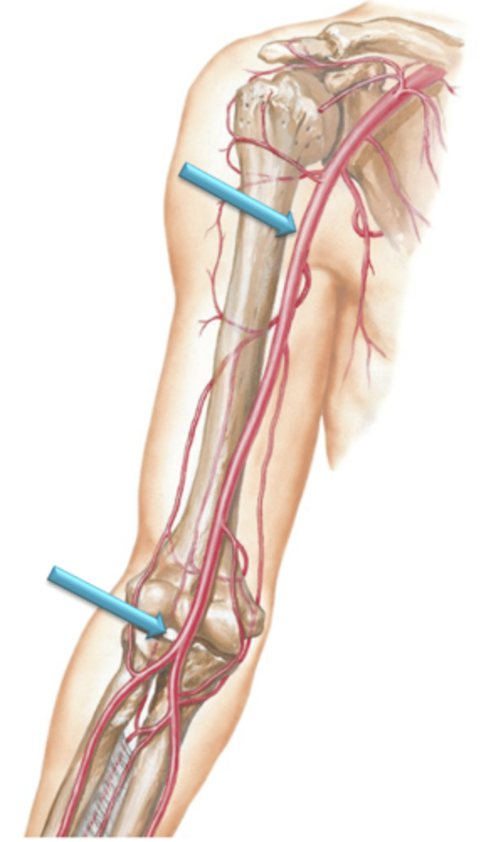 <p>As the axillary arteries reach the inferior border of the teres major muscle, their name changes to the ___ ___ which course distally along the medial side of the arm.</p>