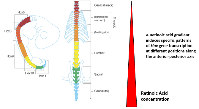 <p>A gradient of Retinoic Acid, generally highest posteriorly and decreasing anteriorly, induces specific patterns of Hox gene transcription at different positions along the A-P axis of the developing spinal cord. </p><p>Different Hox genes have different sensitivities (thresholds) to RA. </p><p>This differential Hox gene expression specifies the distinct domains of the spinal cord (e.g., cervical, thoracic, lumbar, sacral, caudal regions) and the identity of the motor neurons and other structures within those domains.</p>
