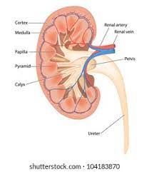 <p>Renal pelvis</p>