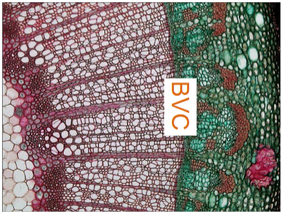 <p>where secondary growth occurs</p>