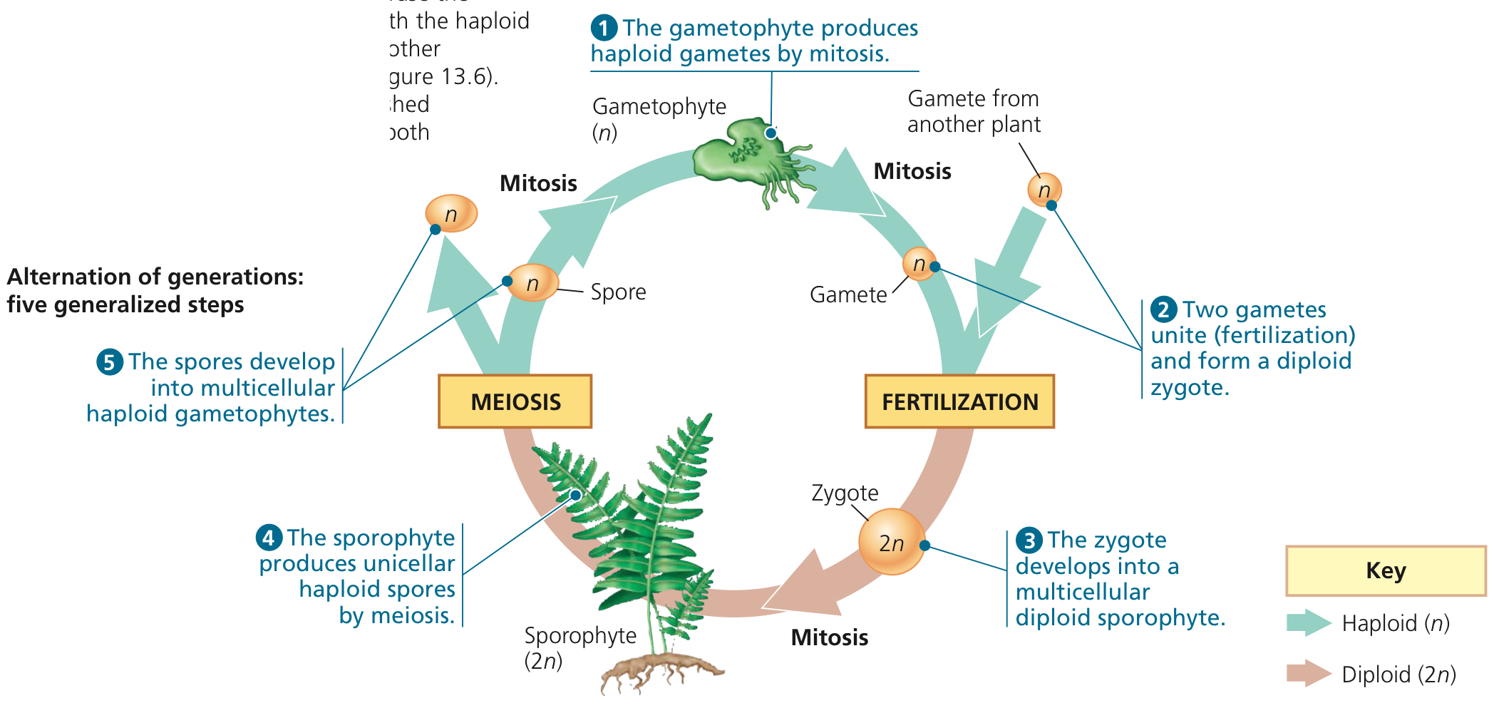 <p>Plant life cycle with a haploid generation and a diploid generation, both having different multicellular mature body plans.</p>