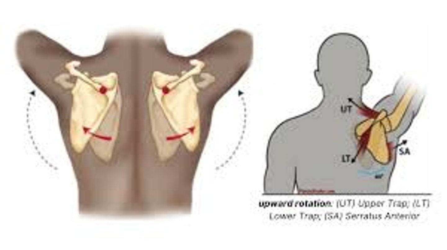 <p>Inferior angle moves laterally</p>