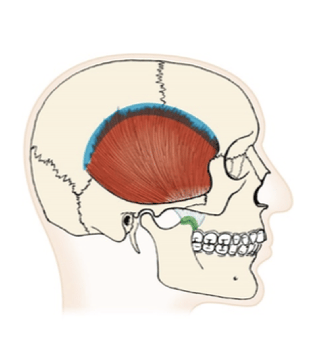 <p>What muscle is this?</p>