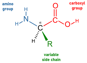 <p>Compounds that make up proteins and polypeptide chains. They vary based on the ‘R’ group and are characterized by a central carbon atom joining an amino group and a carboxyl group</p>