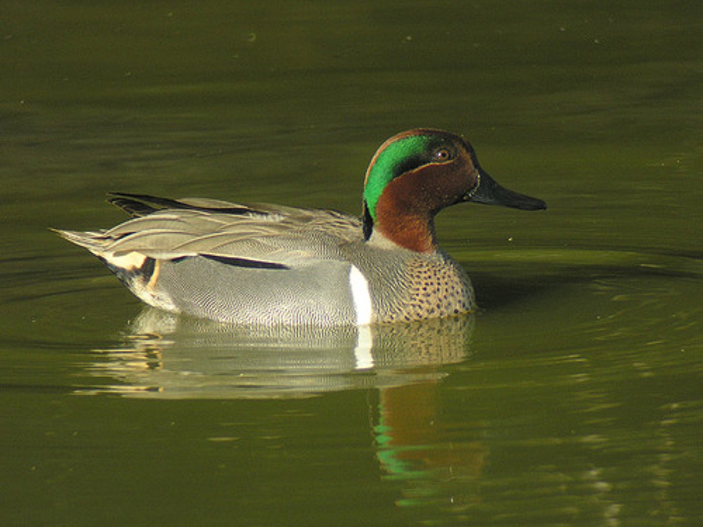 <p>flat, wide beak</p>