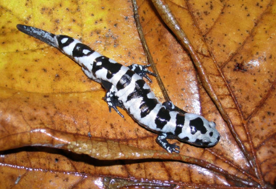 <p>ambystoma opacum</p>