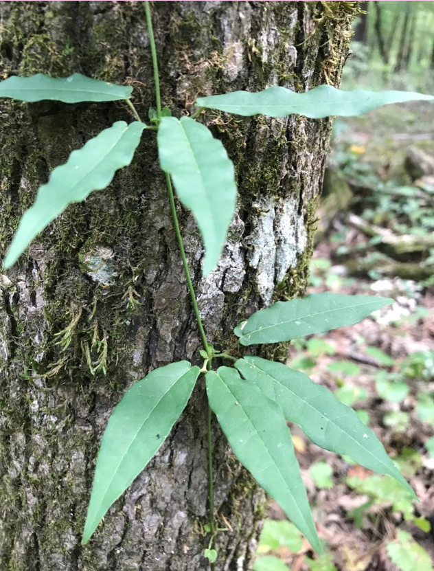 <p>What is the genus of this plant?</p>