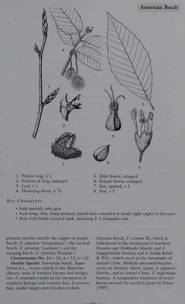 <p>Family: Fagaceae</p><p>Physiognomy: Nt Tree</p><p>Common Name: American Beech</p><p>Twig: Y</p><p>Leaf: alternate, simple, narrowly oblong-ovate, vein goes till each leaf tooth, slightly bristle tipped </p>