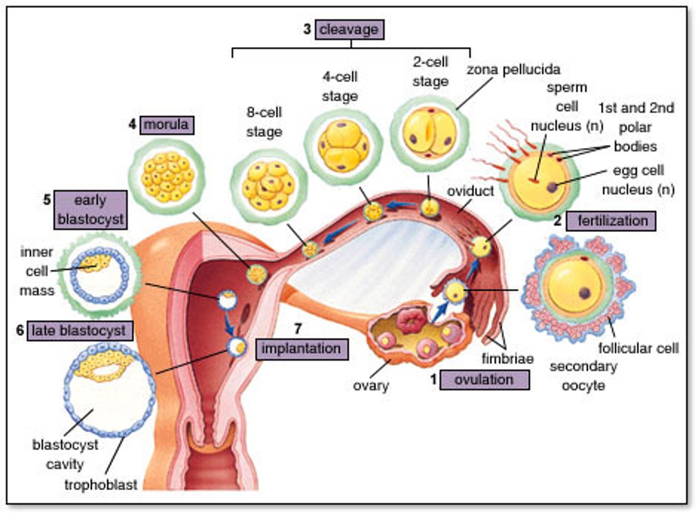 <p>the zygote forms an embryo which is a ball of cells that implants into the wall of the uterus</p>