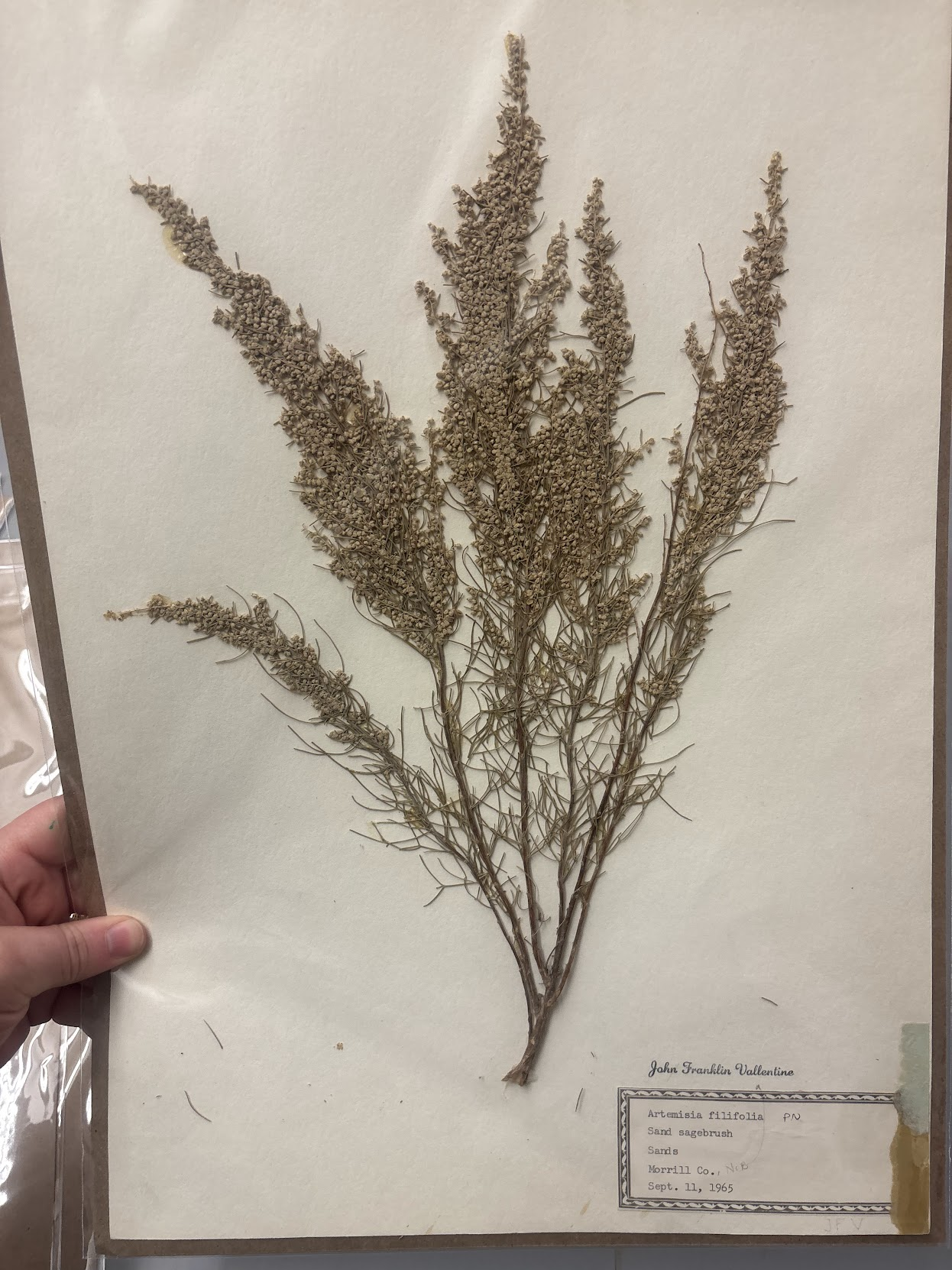 <p>Anthemideae - Artemisia Filifolia - Sand Sagebrush. </p>