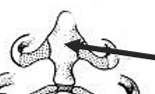<p>Name the structure </p>