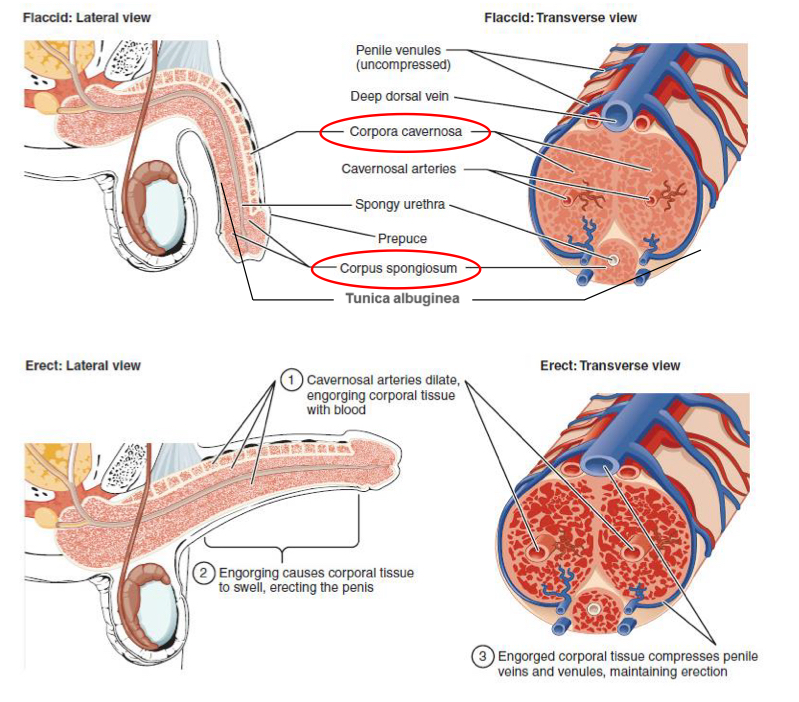<ul><li><p>Flaccid penis - smooth muscle is contracted of arteriolar and arterial walls an allows a small amount of blood flow</p></li><li><p>When stimulated - smooth muscles of cavernous arteries relax and causes dilation - corporal tissues become engorged with blood&nbsp;</p></li><li><p>Engorgement causes corporal tissues to swell and erects the penis - pressure 90-100mmHg&nbsp;</p></li><li><p>Engorged corporal tissue compressses veins and venules and prevents blood outflow&nbsp;</p></li></ul><p></p>