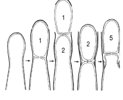 <p>proliferación&nbsp;</p>