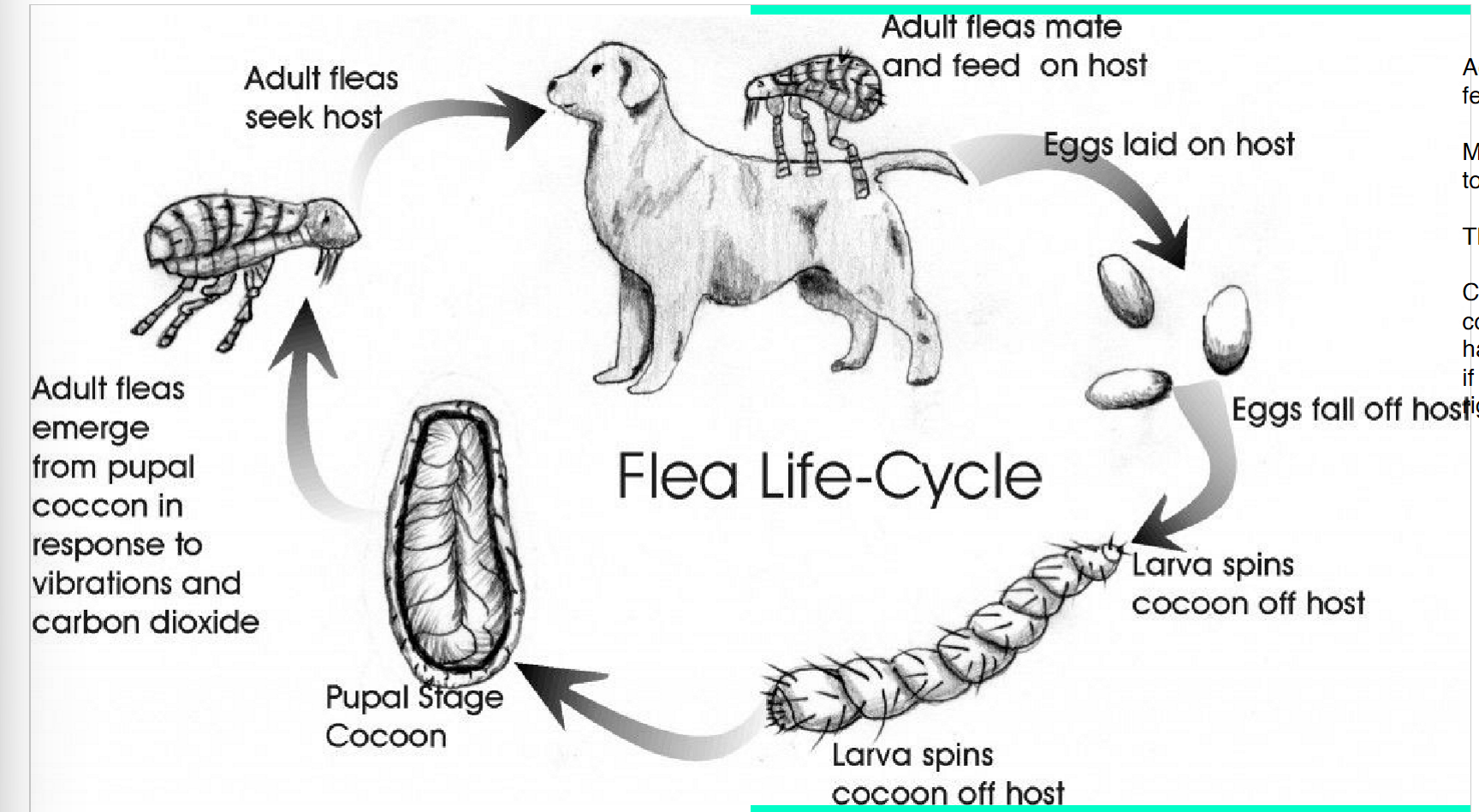 <p>indirect → adults on animals, eggs fall off into environment</p><p>no (e.g. can go from cat to dog)</p><p>egg can hang out for monthsss until conditions are optimal for survival</p><p>fleas show irritation/itching in specific parts of body, lice show all over body</p><p>yes (e.g. tapeworms)</p>
