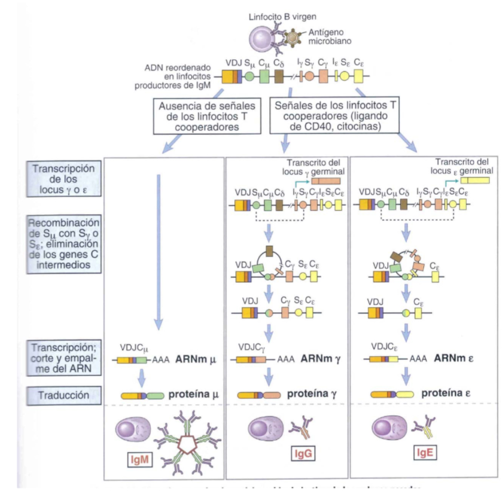 <p>B cells express IgM and the IgD, however in presence of cytokines, other isotypes will be reduced… loops are established betwene S region nd the S of the constant region gene of another isotype, th eloop is eliminated but the first region is now one that codes for another gene.. a new Ig wiht different C region wll be produced.. a bigger loop can be made to produce a differnet Ab, hoever the variabe region VDJ remains unchanged, so specificty is the same.</p>