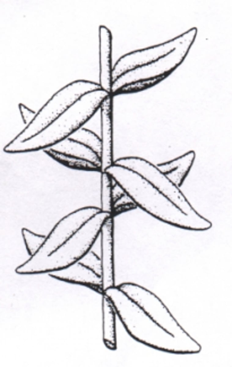 <p>Leaf Ranking</p>