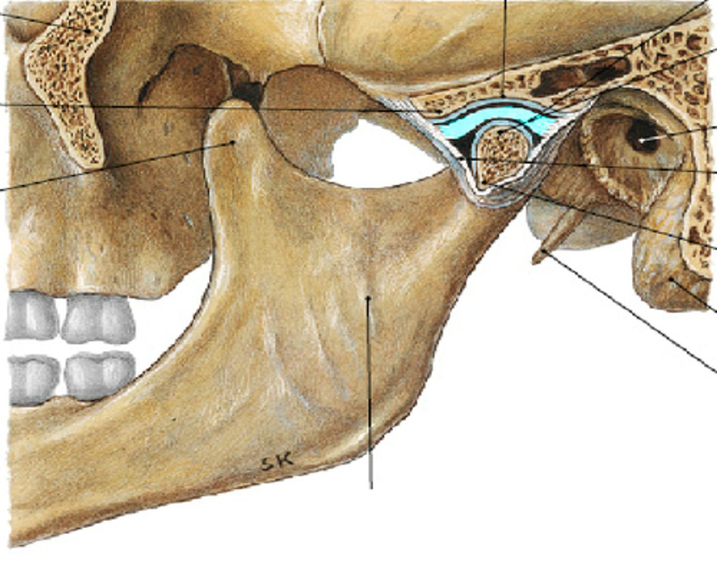 <p>Anteriora delen - 2mm och mjuk</p><p>Mellersta delen - 1mm och kraftupptagande</p><p>Posteriora delen - 3mm, elastisk</p>