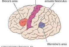 <p><span><strong>Overview:</strong>comprehension of both written language and speech.responsible for deciphering the speech of others as well as producing coherent language</span></p><p><span><strong><em>Wernicke’s Aphasia</em>:</strong>little evidence of being able to understand the speech of people around them.often have difficulty with the correct names of specific objects. instead use words that sound similar to the intended one or replacing the name with that of a related object.</span></p><p><span>-speak in sentences that are grammatically correct but verbally nonsensical.(speak with the normal flow and fluency of correct language, but will use words that are either out of place, irrelevant, or possibly made up</span></p>