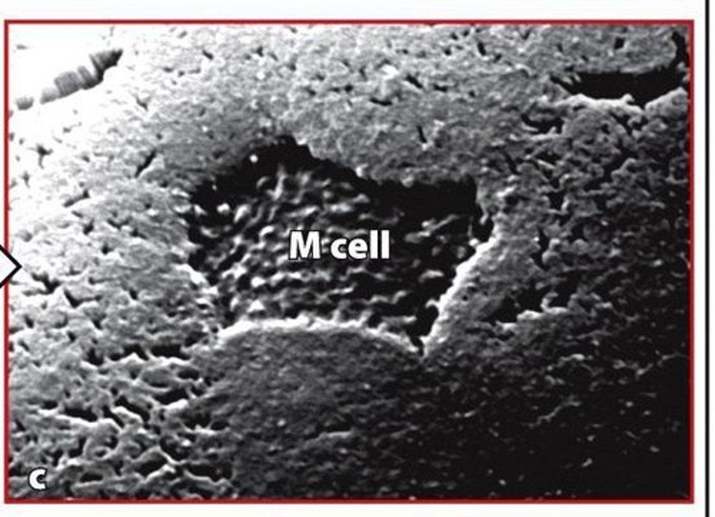 <p>Peyer's patches are sites of particle uptake, with M cells being specialized epithelial cells involved in this process.</p>