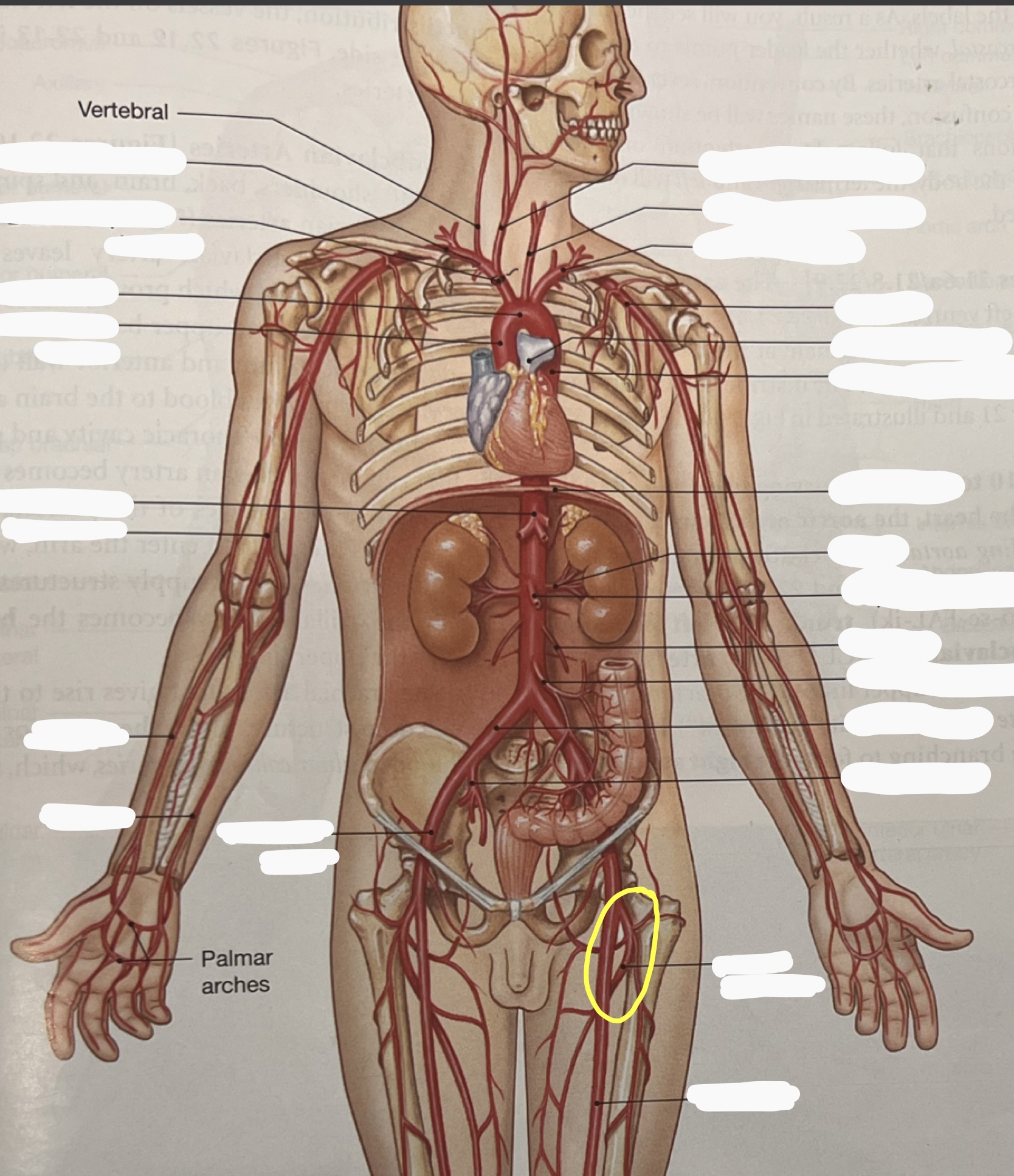 knowt flashcard image