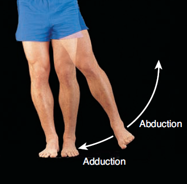 <ul><li><p><strong>Abduction</strong> = distal aspect moving <strong>away</strong> from the midline</p></li><li><p><strong>Adduction</strong> = distal aspect moving <strong>towards</strong> the midline</p></li></ul><p></p>