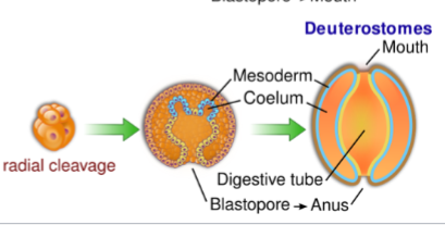 <ul><li><p>blastopore becomes anus, mouth forms a second opening</p></li></ul><p></p>