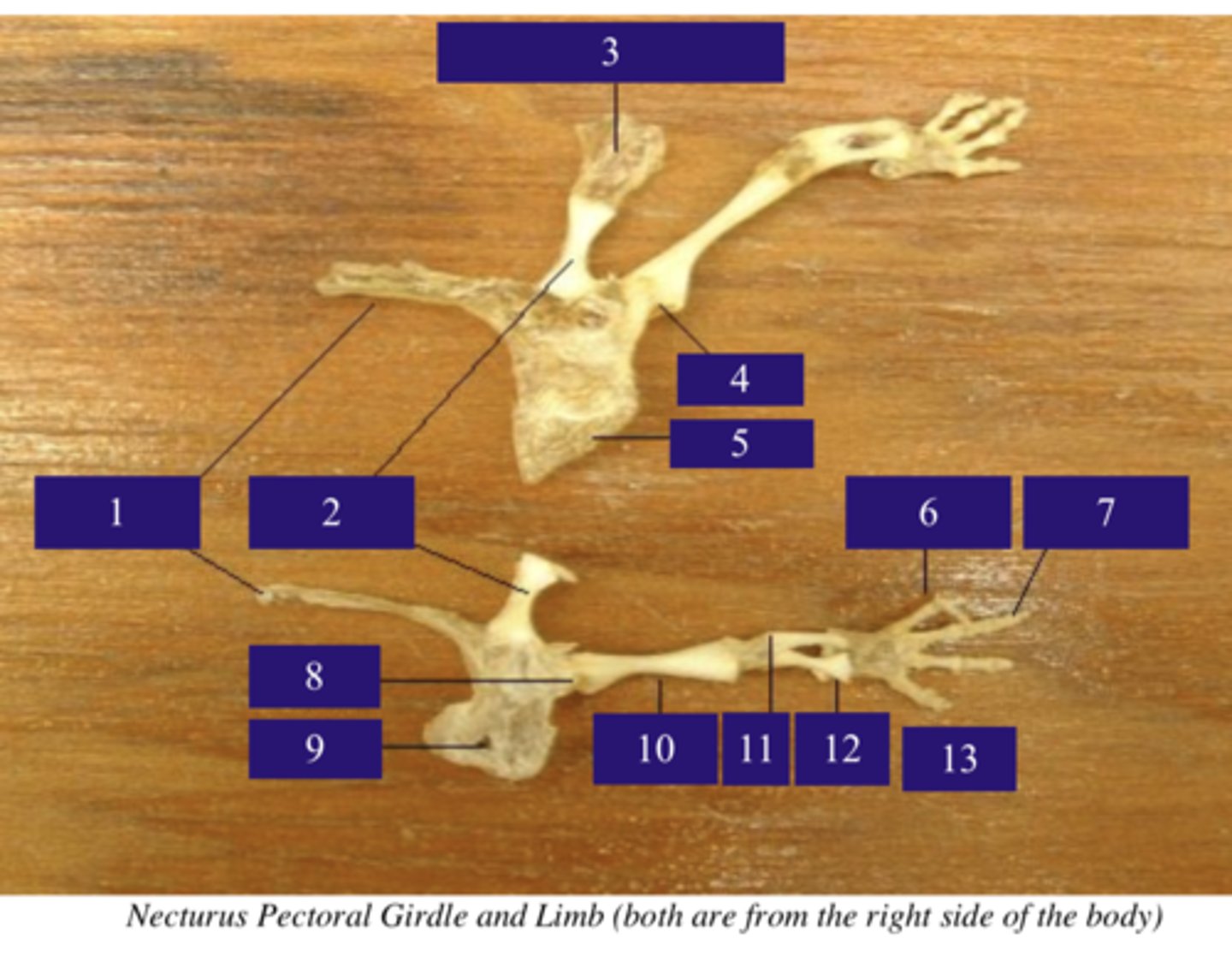 <p>What does number 11 point to?</p>