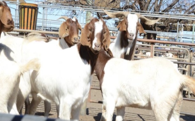 <p>What is the scientific name for goat?</p>