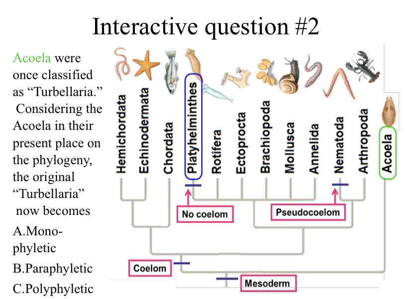 <p>Practice Question (Acoela) - Acoela were once classified as “Turbellaria.” &nbsp;Considering the Acoela in their present place on the phylogeny, the original “Turbellaria”</p>