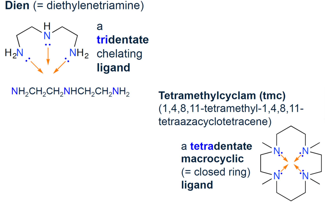 <p>Form more than one coordinate bond with the same metal center (bidentate, tridentate, tetradentate, etc.).</p>