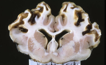 <p>What is this in a cow? Diagnostic test.</p>