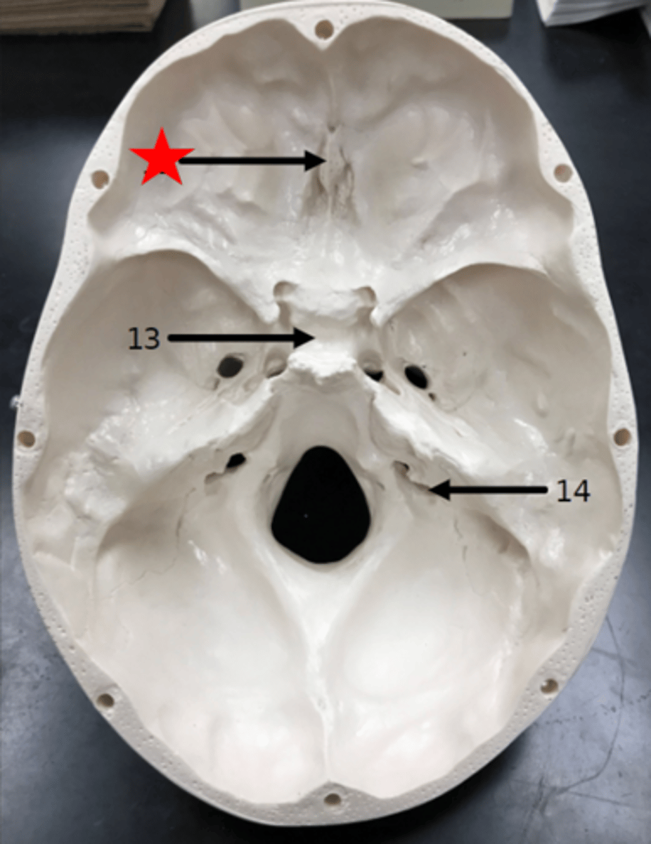 <p>Name the starred region in the image.</p>