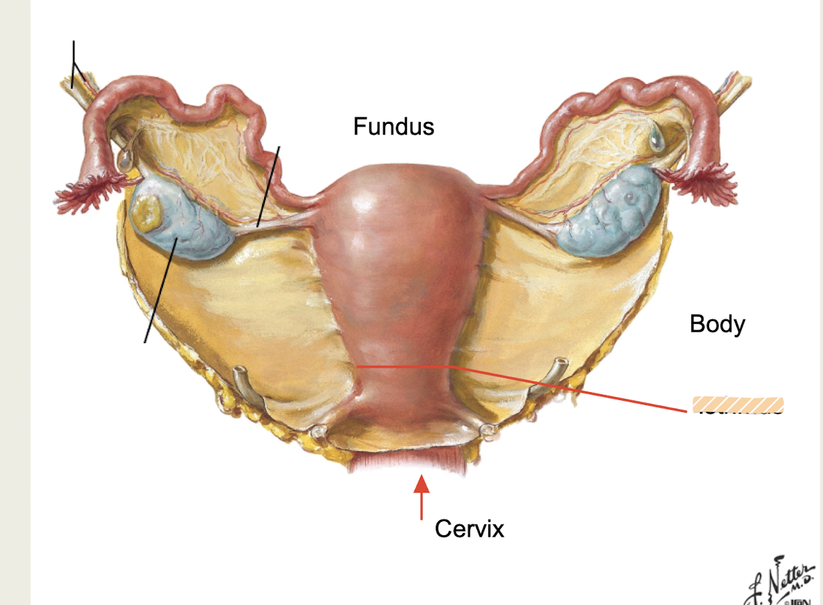 <p>narrowed region of uterus between body and cervix</p>