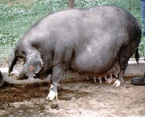 breed? 

\-very wrinkly, big, gray