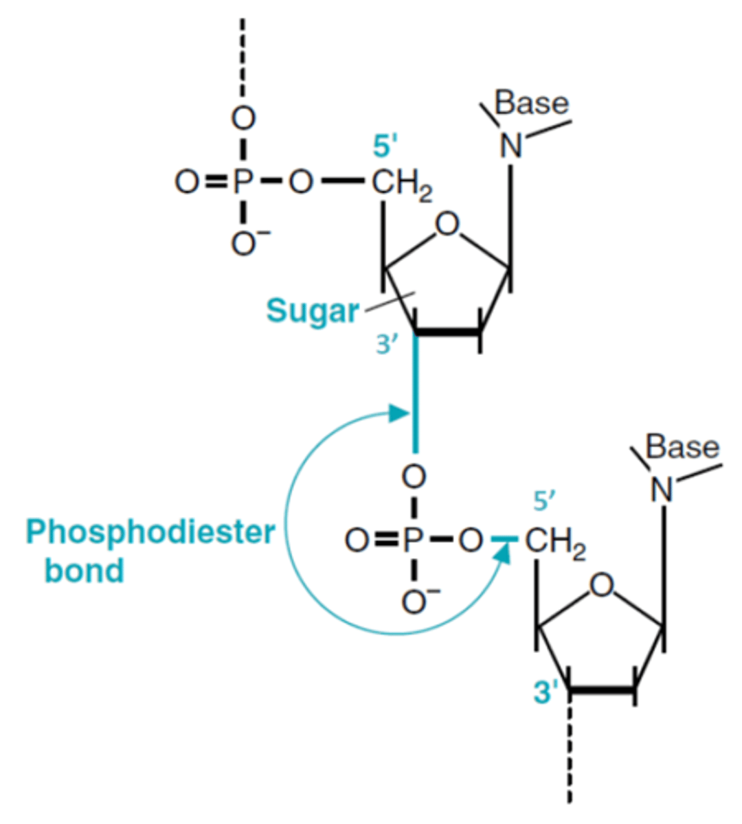 <p>carbon 5 binder den overliggende nukleotids fosfatgruppe og carbon 3 binder til den underliggende fosfatgruppe. 3’,5’-fosfodiesterbindinger binder nukleotider i samme DNA-streng. DNA læses fra 5’ mod 3’!</p>