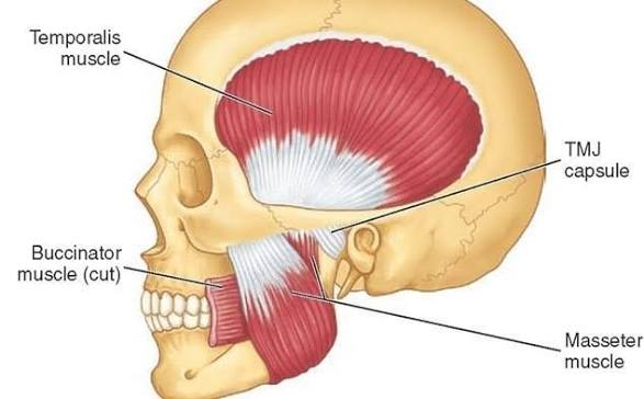 <p>only need to know 3 superficial ones</p><ol><li><p>Masseter</p></li><li><p>Temporalis</p></li><li><p>Buccinator</p></li></ol><p>(Lateral pterygoid &amp; Medial pterygoid)</p>
