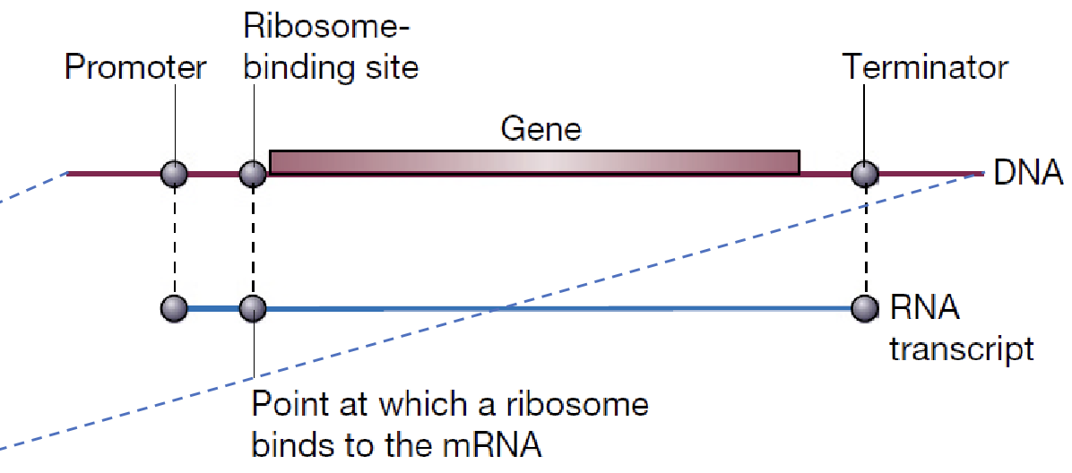 <p>A <strong>normal plasmid</strong> (eukaryotic) doesn’t have the right signals for <em>E. coli</em> to recognize and use the foreign gene. Instead, a <strong>special “expression vector”</strong> — a plasmid designed to make <em>E. coli</em> produce protein, is used. The expression vectors contain 3 important signals surrounding the gene:</p><ul><li><p>P: promoter</p></li><li><p>R: ribosome binding site</p></li><li><p>T: terminator</p></li></ul><p>Together these form the expression cassette where the foreign gene is inserted. </p><img src="https://lh7-rt.googleusercontent.com/docsz/AD_4nXf611ZC4DOfuYBRq5nRB-TH-RRmKGEUihf6ICwLdpMp6Lh7U4-RgidJ8CVg4psgNCOOsgaz7abBTIm6SGFEKjT87BOdZ7cad8N1pQPUUQmCApM4_DWaKdGRq0ZVLUCBulM32WTMUw?key=aNSZM_CdoNxN45oPhtO0MR7e" data-width="100%" data-align="center"><p></p>