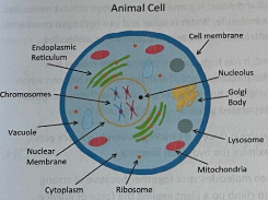 <p>Eukaryotic cells containing membrane-bound organelles and lacking a cell wall.</p>