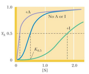 <p> the concentration of substrate that gives half-maximal substrate binding (K0.5) changes in the presence of A and I. </p><p>Vmax does not change</p>