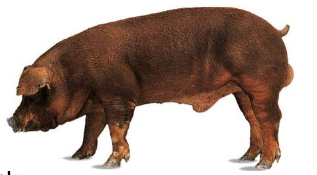 <p>Duroc</p><p></p><p><strong>Origin</strong>: U.S.A</p><p><strong>Color</strong>: Red or Black</p><p><strong>Body</strong>: Floppy Ears</p><p><strong>Repro</strong>: Quick growth, deep body, broad ham and shoulder, and a quiet disposition</p>