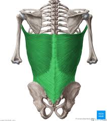 <p>Origin: lower 6 thoracic vertebrae</p><p>Insertion: humerus</p><p>Action: extends arm</p>