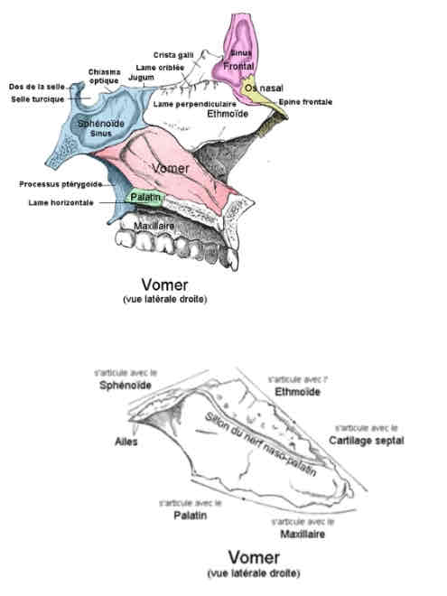 <p>Morphologie os vomer </p>