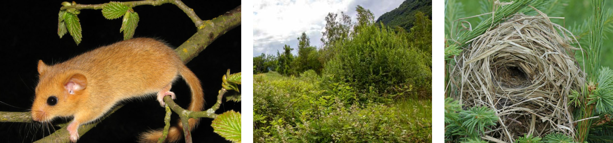 <p><strong>Biologie</strong></p><p class="p1"><span style="line-height: normal;"><span>− </span></span>baumbewohnende Art, nachtaktiv, bewegt sich fast ausschliesslich in der Strauchschicht (1-5 m über Boden), baut kugelige Nester für die Fortpflanzung und Ruhephasen, für den <strong>Winterschlaf</strong> graben sie einen Bau (10-15 cm tief)</p><p class="p1"><span style="line-height: normal;"><span>− </span></span>Nahrung: variiert je nach Jahreszeit, Nüsse, Eicheln, Kastanien, Bucheckern, Blüten, Früchte, Wirbellose (Frühsommer)</p><p class="p1"><span style="line-height: normal;"><span>− </span></span>Bei Nahrungsmangel Torpor (Starrezustand, Reduktion der Stoffwechselaktivität und Körpertemperatur für einige Tage oder Wochen)</p><p class="p1"><span style="line-height: normal;"><span>− </span></span>Fortpflanzung: Mai-Sept., 2 Würfe mit 3-7 Jungen, Lebensdauer bis 5 Jahre</p><p class="p1"><strong>Lebensraum</strong></p><p class="p1"><span style="line-height: normal;"><span>− </span></span>bewaldete Gebiete mit Strauchschicht, Uferböschungen, Auenwälder, Waldränder und Feuchtgebiete, Haselnusssträucher und Brombeerhecken, Grünerlengebüsch</p>