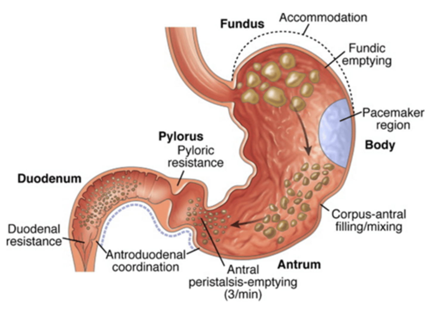 <p>What is the clinical significance of the small pyloric sphincter between the stomach and duodenum?</p>