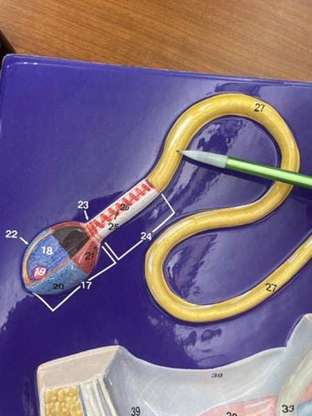 <p>Name the structure.</p>