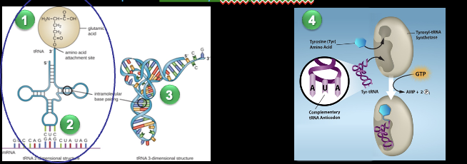 <p>tRNA</p>