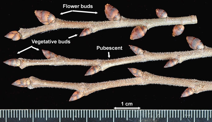 <p>American elm, Ulmus americana (Ulmaceae)</p>