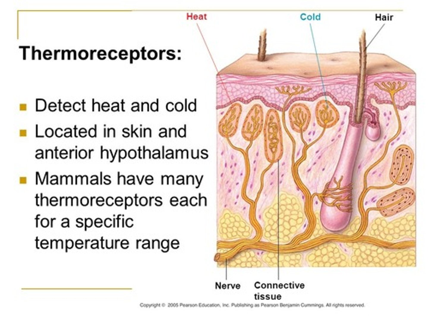 <p>(B) Temperature</p><p>Thermoreceptors detect temperature.</p>